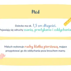 Ilustracja płodu, linijka i tekst o rozwoju dziecka w 13. tygodniu ciąży.