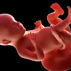 Dziecko w 28 tygodniu ciąży, rozwijające się w łonie matki. W tym okresie jego waga jest już znacząca, a ciało coraz bardziej przypomina noworodka.