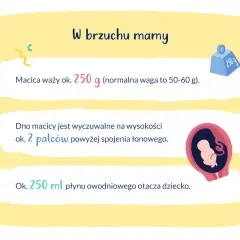 W 19 tygodniu ciąży macica waży ok. 250 g. Dno macicy jest 2 palce nad spojeniem łonowym. Dziecko otacza 250 ml płynu.