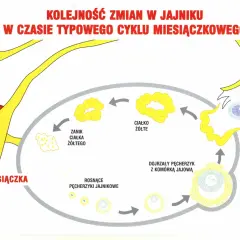 Ilustracja cyklu miesiączkowego: miesiączka, rosnące pęcherzyki, owulacja, ciałko żółte.