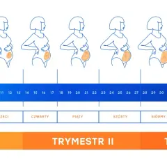 Ilustracja przedstawia zmiany sylwetki kobiety w ciąży od 1 do 40 tygodnia, z podziałem na miesiące i trymestry.