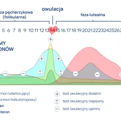 Wykres pokazuje poziomy hormonów w cyklu menstruacyjnym. Owulacja, czyli moment, w którym dochodzi do uwolnienia komórki jajowej, zazwyczaj trwa jeden dzień, około 14. dnia cyklu.