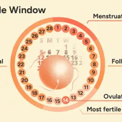 Cykl menstruacyjny: owulacja wypada ok. 14 dni przed okresem. Wykres pokazuje fazy: menstruacja, folikularna, owulacja i lutealna.