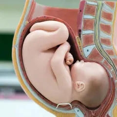Model anatomiczny przedstawiający dziecko w łonie matki.