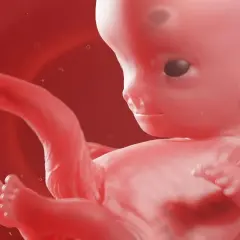 Rozwój płodu w 9 tygodniu ciąży. Widoczny jest ludzki zarodek z wykształconymi palcami u rąk i nóg, gotowy do dalszego wzrostu.