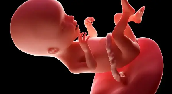 Dziecko w 17 tygodniu ciąży, z widocznymi rączkami i nóżkami, rozwija się w łonie matki.