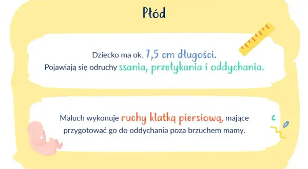 Ilustracja płodu, linijka i tekst o rozwoju dziecka w 13. tygodniu ciąży.