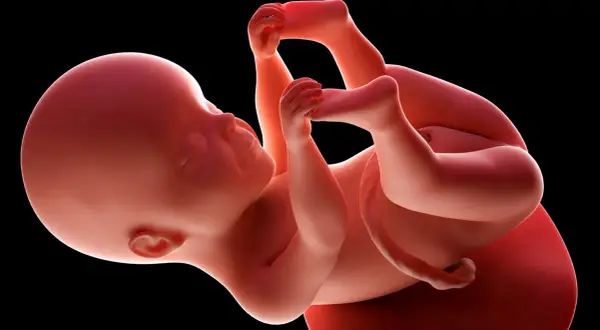 Dziecko w 25 tygodniu ciąży, z dłońmi przy twarzy, rozwija się w łonie matki.