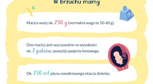 W 19 tygodniu ciąży macica waży ok. 250 g. Dno macicy jest 2 palce nad spojeniem łonowym. Dziecko otacza 250 ml płynu.