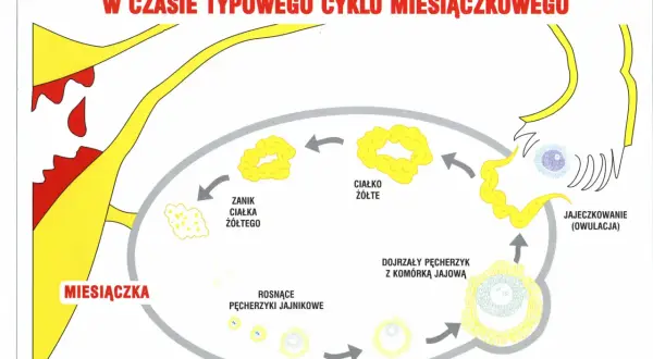 Ilustracja cyklu miesiączkowego: miesiączka, rosnące pęcherzyki, owulacja, ciałko żółte.