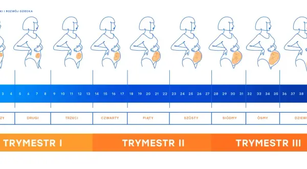 Ilustracja przedstawia zmiany sylwetki kobiety w ciąży od 1 do 40 tygodnia, z podziałem na miesiące i trymestry.