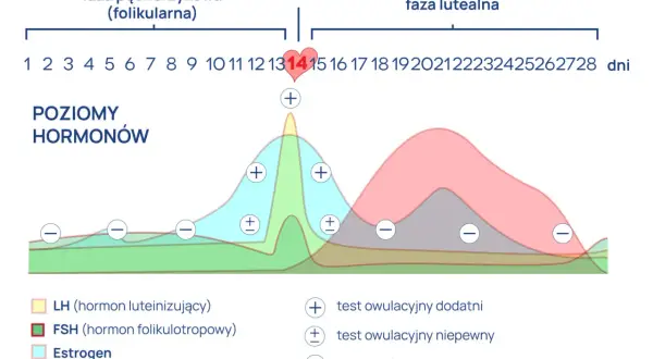 Wykres pokazuje poziomy hormonów w cyklu menstruacyjnym. Owulacja, czyli moment, w którym dochodzi do uwolnienia komórki jajowej, zazwyczaj trwa jeden dzień, około 14. dnia cyklu.