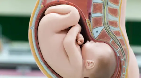 Model anatomiczny pokazuje prawidłowe ułożenie dziecka do porodu – główka skierowana w dół, zgięta.