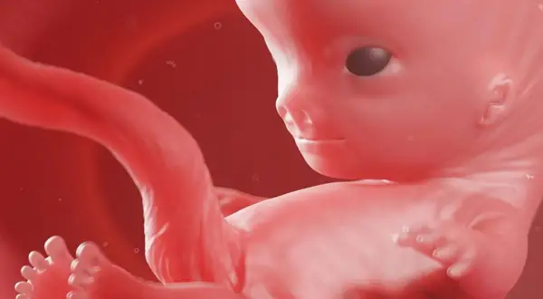 Rozwój płodu w 9 tygodniu ciąży. Widoczny jest ludzki zarodek z wykształconymi palcami u rąk i nóg, gotowy do dalszego wzrostu.