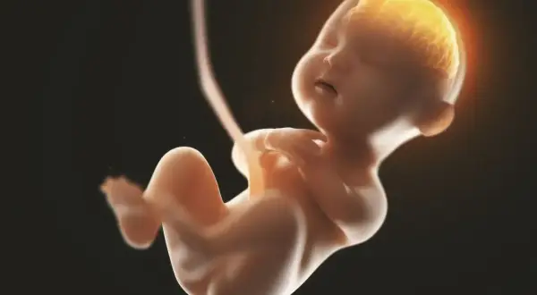 Dziecko w 18 tygodniu ciąży, z widocznym, świecącym mózgiem, rozwija się w łonie matki.