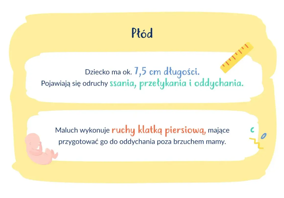 Ilustracja płodu, linijka i tekst o rozwoju dziecka w 13. tygodniu ciąży.