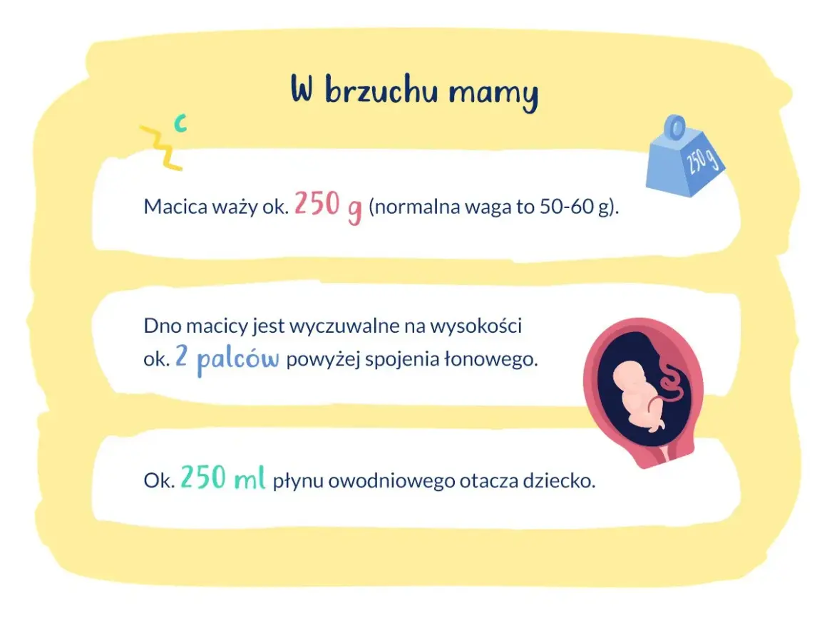 W 19 tygodniu ciąży macica waży ok. 250 g. Dno macicy jest 2 palce nad spojeniem łonowym. Dziecko otacza 250 ml płynu.