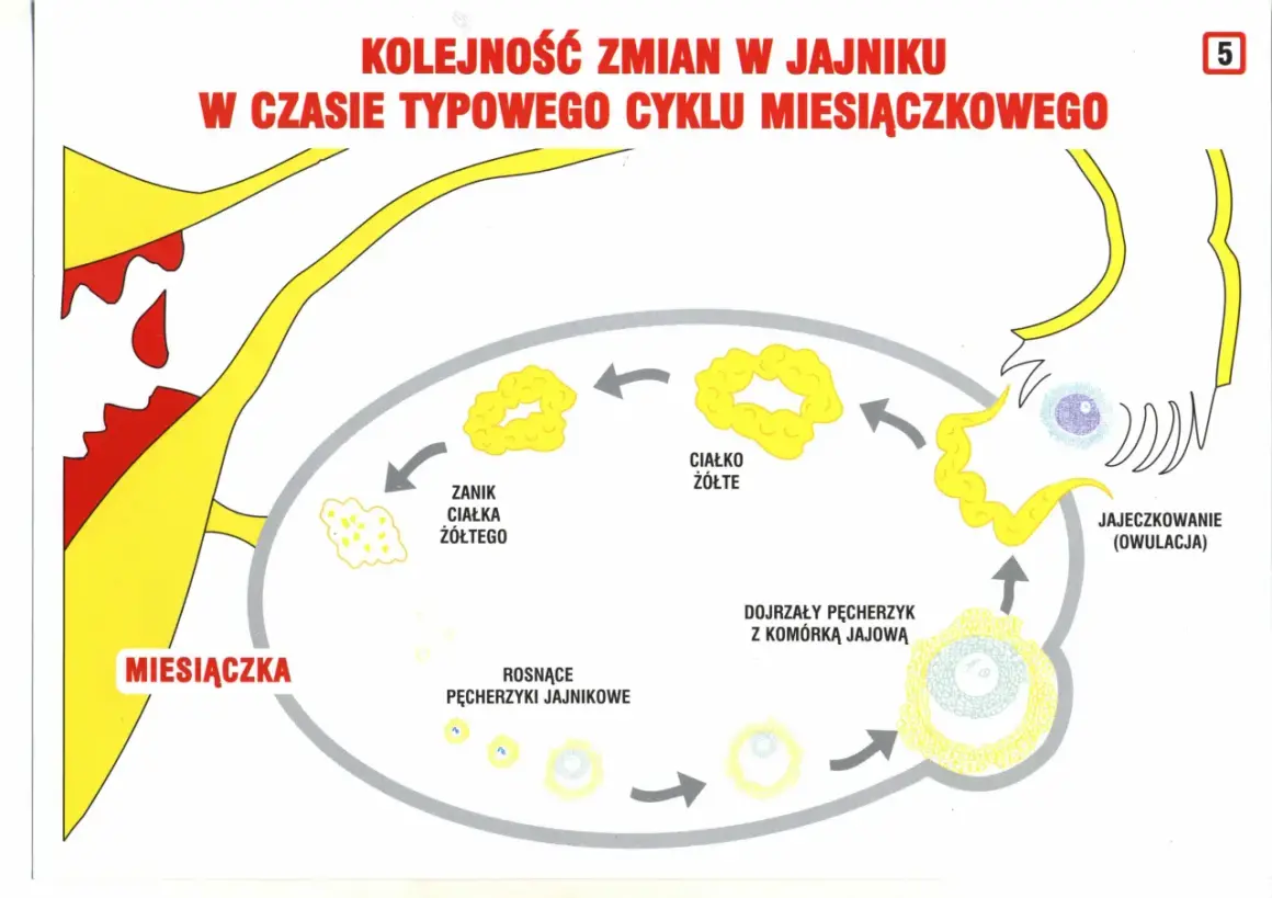 Ilustracja cyklu miesiączkowego: miesiączka, rosnące pęcherzyki, owulacja, ciałko żółte.
