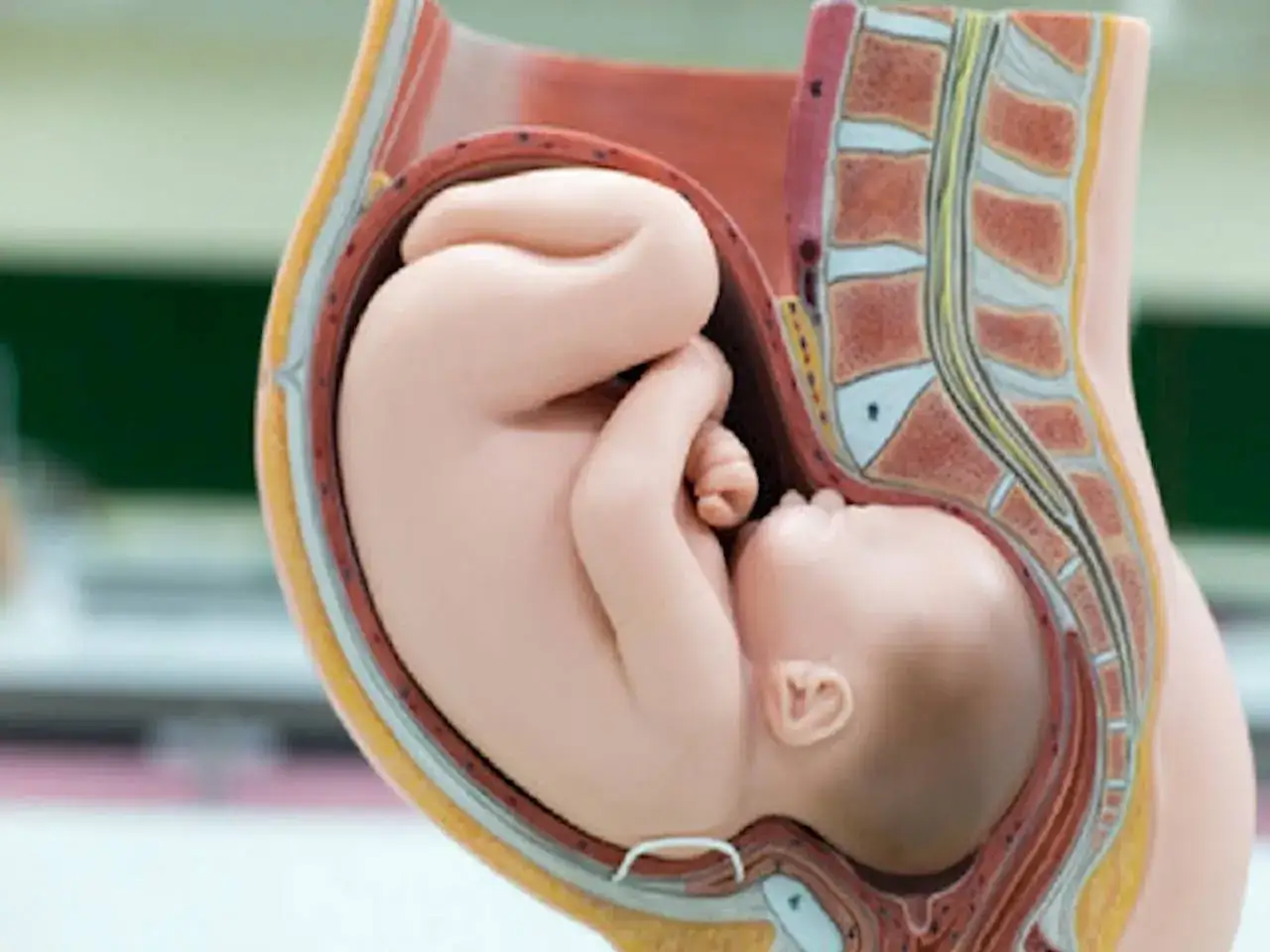 Model anatomiczny pokazuje ułożenie dziecka w brzuchu. Maluch zwinięty w kłębek, gotowy do przyjścia na świat.