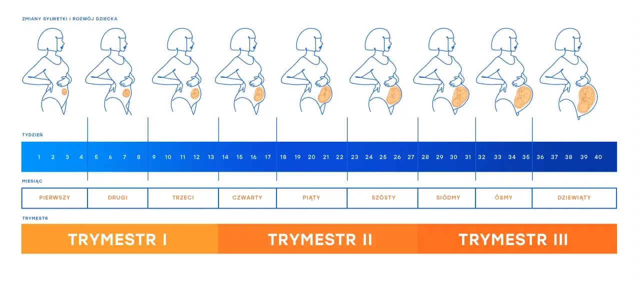 Ilustracja pokazuje zmiany sylwetki kobiety w kolejnych tygodniach ciąży, od 1. do 40. tygodnia. Widać rozwój brzucha i płodu w zależności od tego, który tydzień ciąży jest zaznaczony.