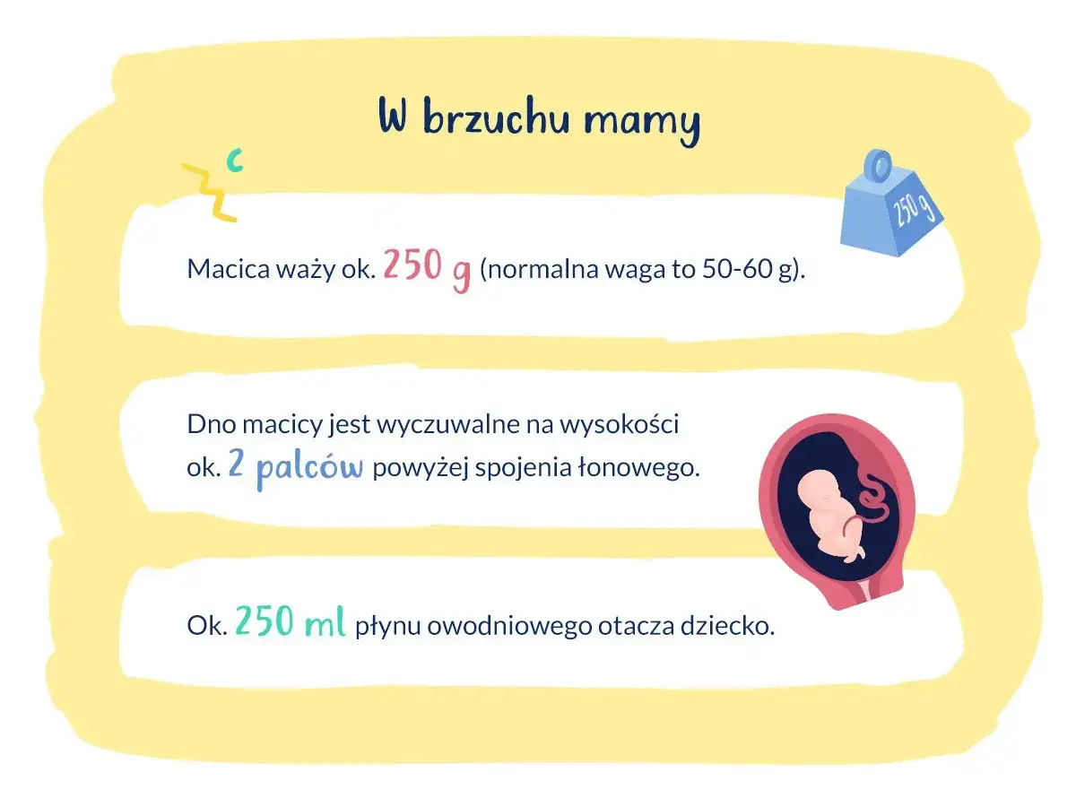 Dno macicy jest wyczuwalne na wysokości ok. 2 palców powyżej spojenia łonowego, co może być momentem, na jakiej wysokości czuć pierwsze ruchy dziecka.