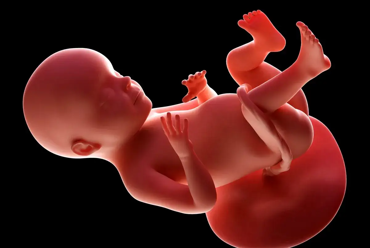 Dziecko w 28 tygodniu ciąży waży około 1 kg. Widok płodu w macicy, rozwijającego się w łonie matki.